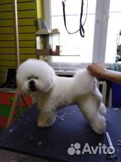 Бишон фризе вязка