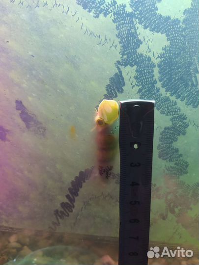 Тиломелания Улитка