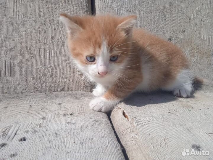 Кошка с котятами