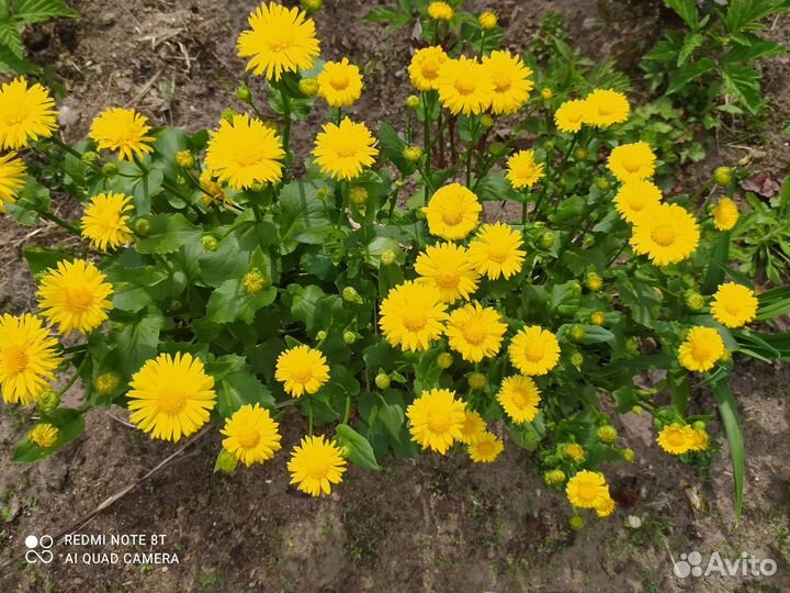 Многолетники