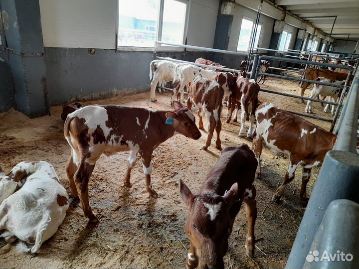 Бычки телята