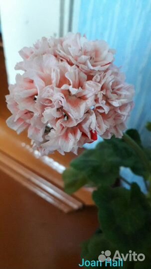 Пеларгония герань