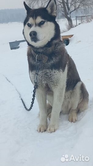 Сибирский хаски