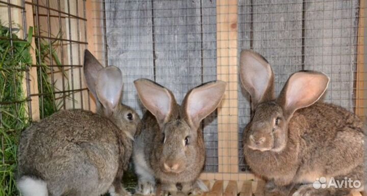 Клетка для кролика