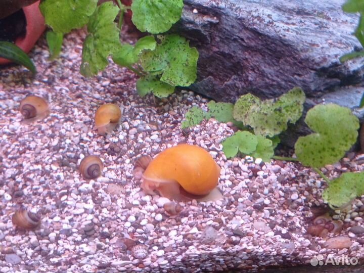 Улитки ампулярии, сомы, пецилии, растения