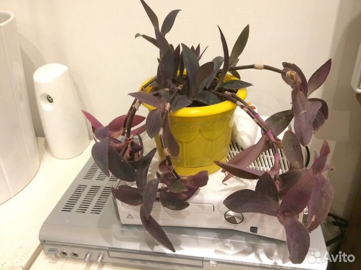 Сеткреазия традесканция пурпурная