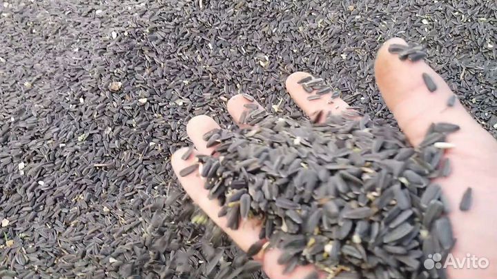 Зерно подсолнечника