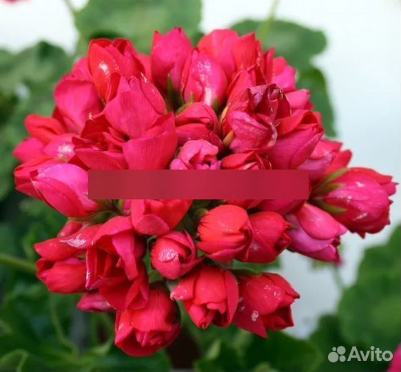 Пеларгония тюльпанка Лилиан Андреа