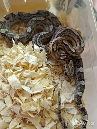 Массовый полоз