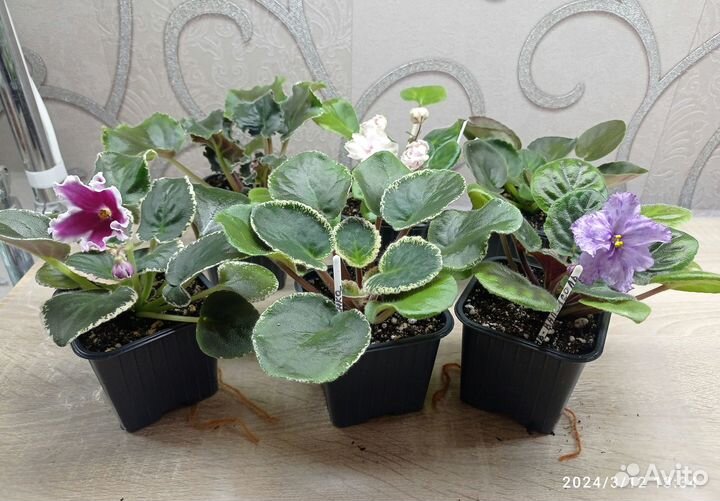 Сортовые фиалки