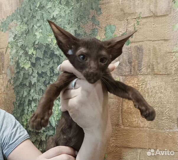 Ориентальные котята
