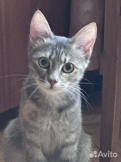 Котенок Шанель