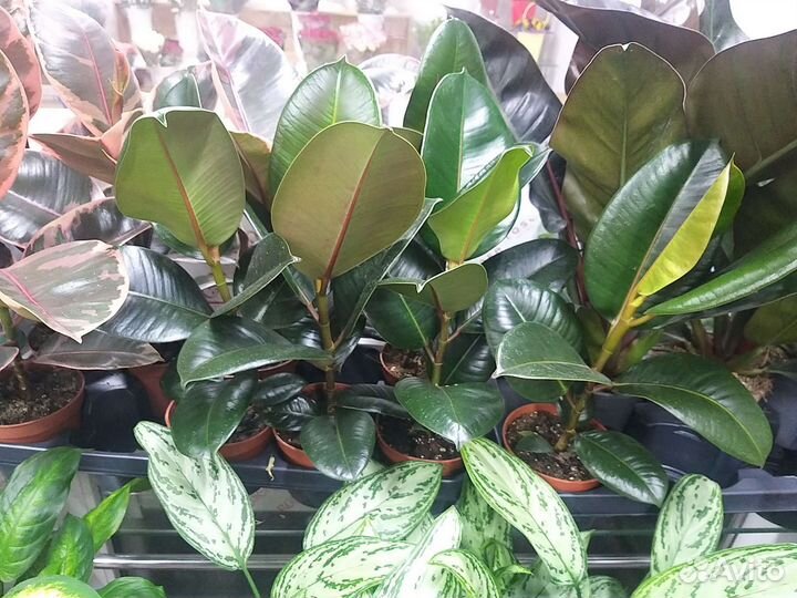 Фикус Эластика робуста