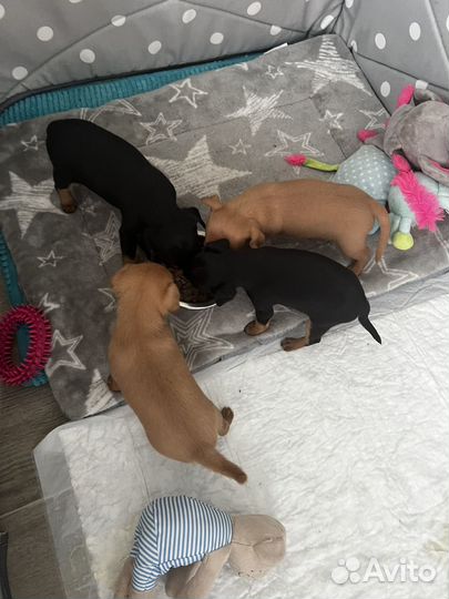 Пражский крысарик