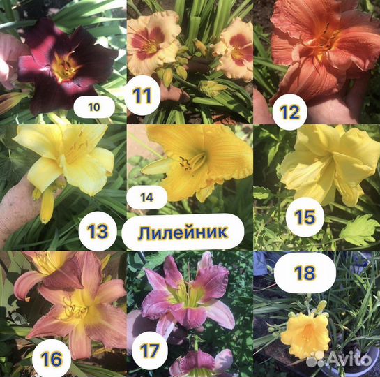 Петунья вегетативная черенки из кассеты от