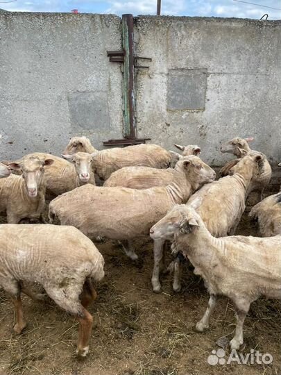 Овцы