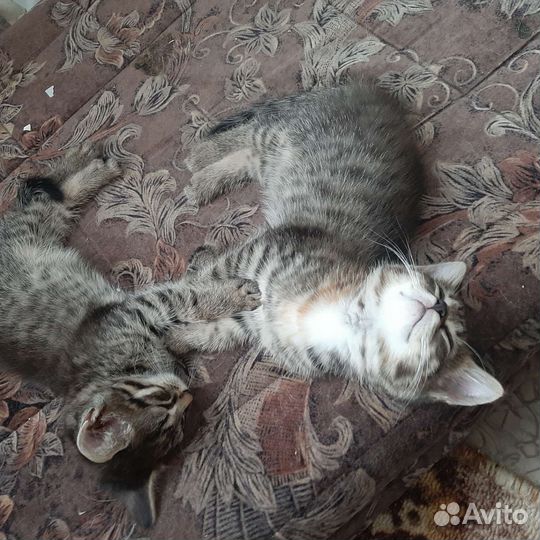 Кошки бесплатно