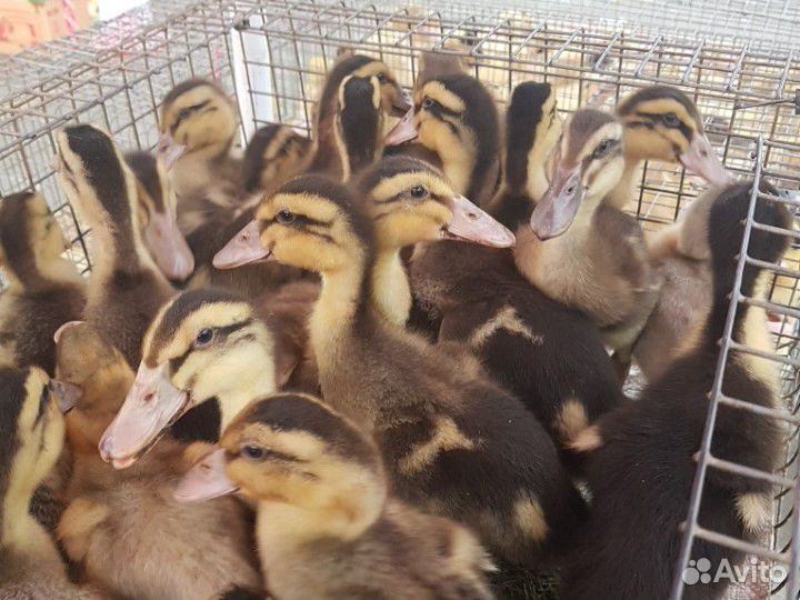 Утята Подрощенные