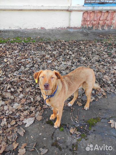 Их пытались отправить