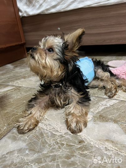 Йоркширский терьер