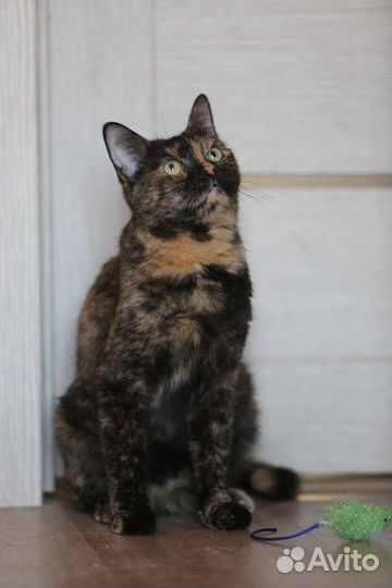 Дуся ищет человека