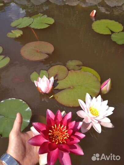 Нимфеи (водные лилии), растения, рыбы для пруда