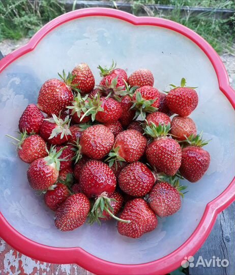 Продаю клубнику