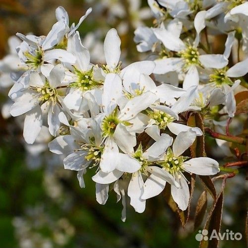 Ирга канадская Нортлайн