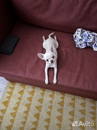 Вязка кобель чихуахуа