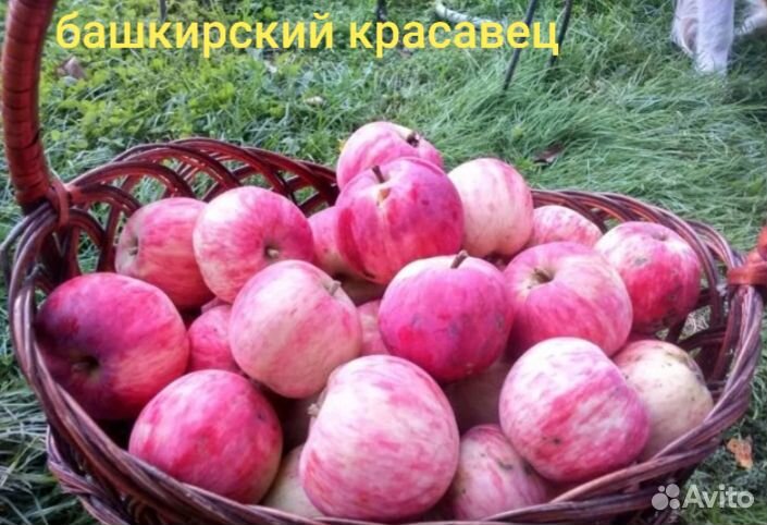 Сорт башкирский красавец. Сорт яблони Башкирская красавица. Саженцы яблони Башкирская красавица. Сорт яблок Башкирская красавица. Сорт яблони Башкирский красавец.