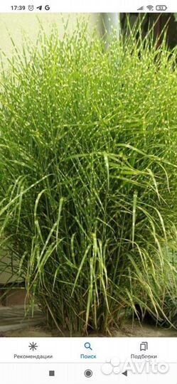 Мискантус Зебрина