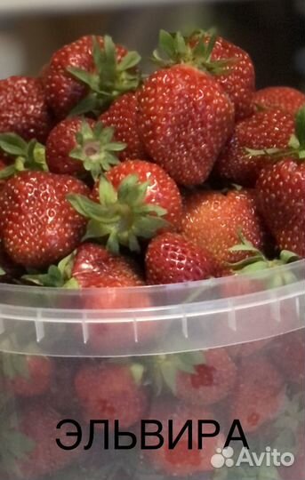 Рассада клубники. Рассада земляники