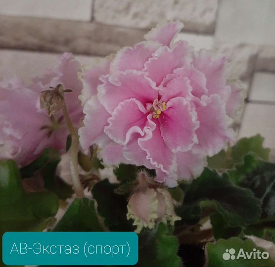 Фиалка-листы