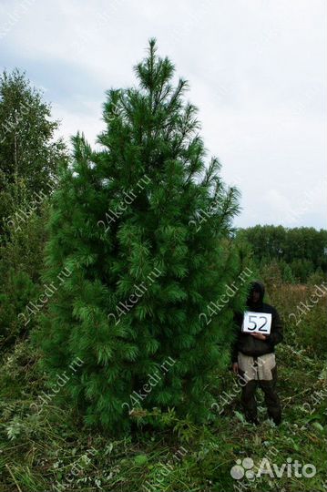 Дерево кедра