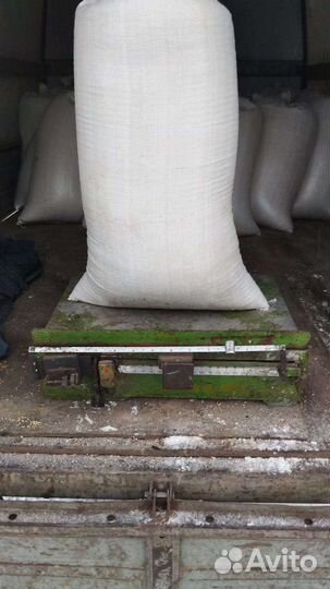 Зерно пшеница