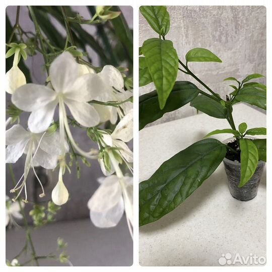 Клеродендрумы разные