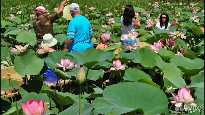 Экскурсии на лотос (лотосовые поля) в Астрахани
