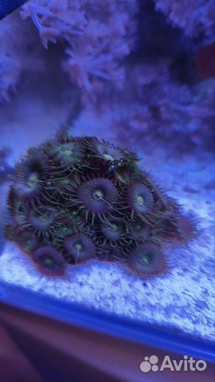 Политоя коралл