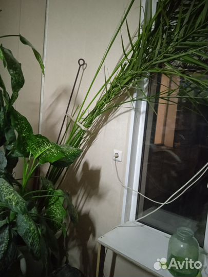 Комнатные растения