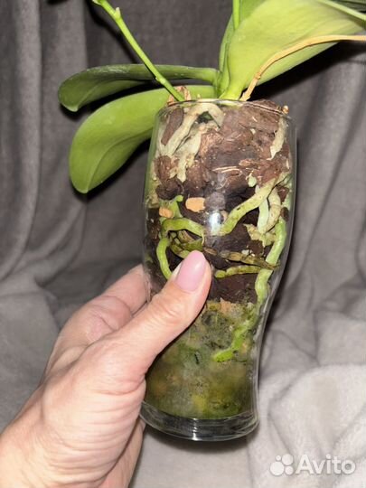 Орхидея фаленопсис Yaphon perfume 815