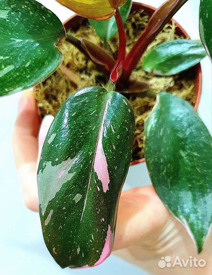 Филодендрон Пинк Принцесс Гэлакси
