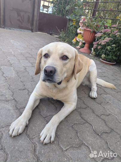 Кобель лабрадора вязка