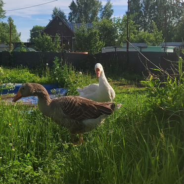 Пара гусей