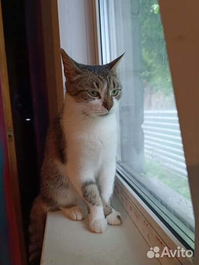 Кошка в дар