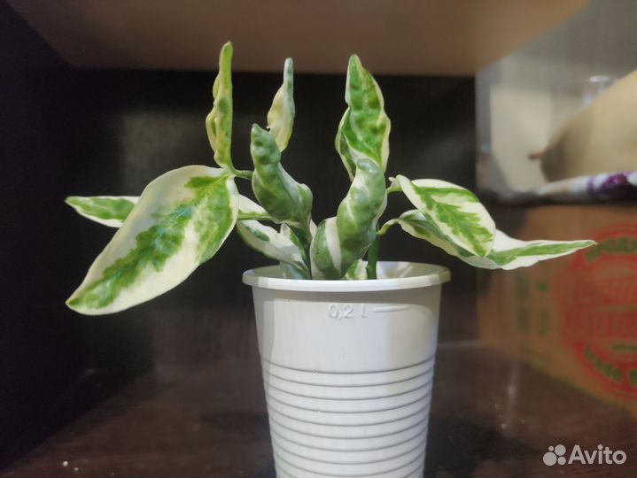 Комнатные растения