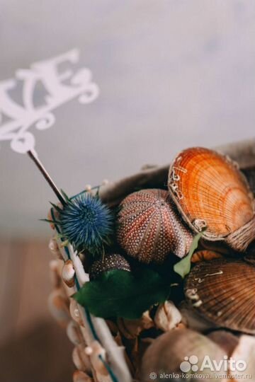 Гладкие панцири морского ежа