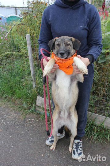 Собака в добрые руки отдам бесплатно