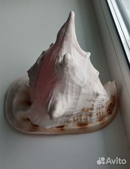 Ракушка большая морская