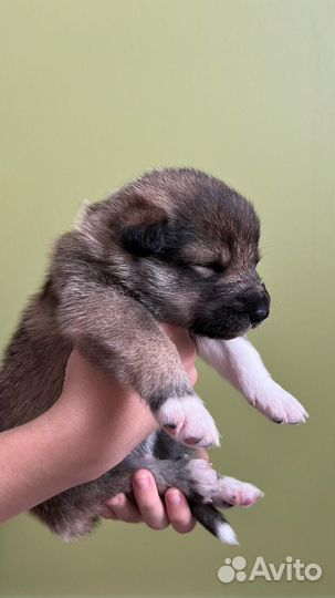 Щенки в добрые руки (осталась одна девочка)