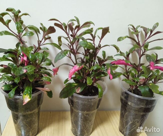 Альтернатера